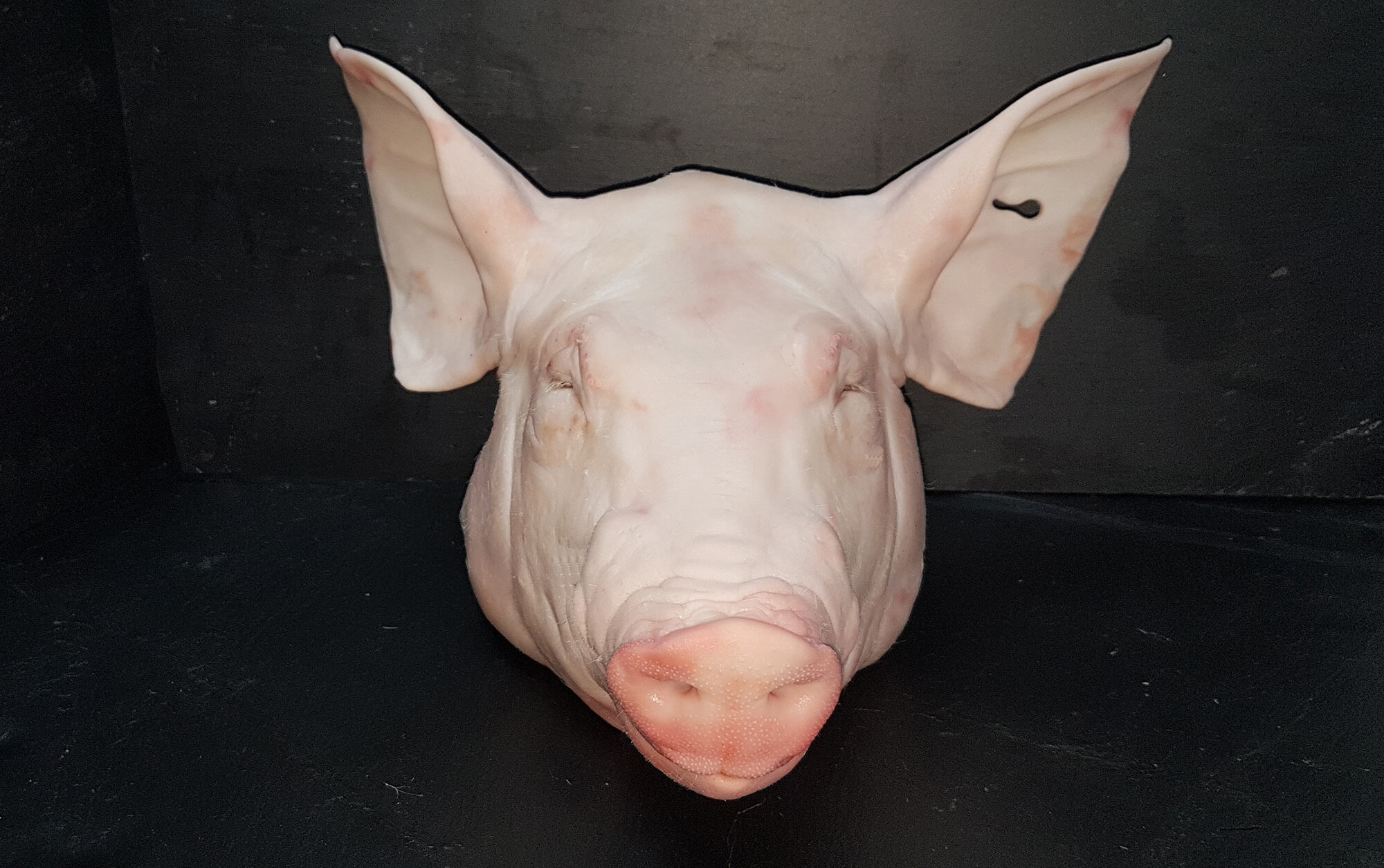 Head of suckling pig 